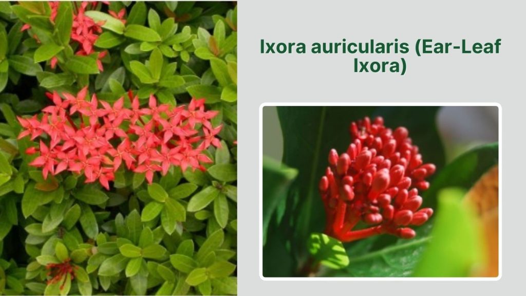 Ixora auricularis (Ear-Leaf Ixora)