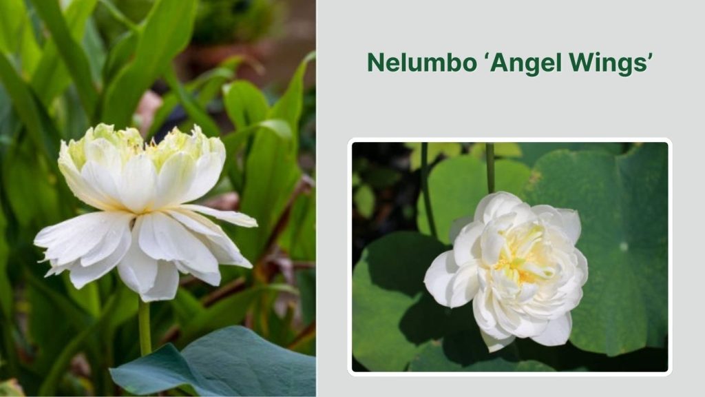 Nelumbo ‘Angel Wings’