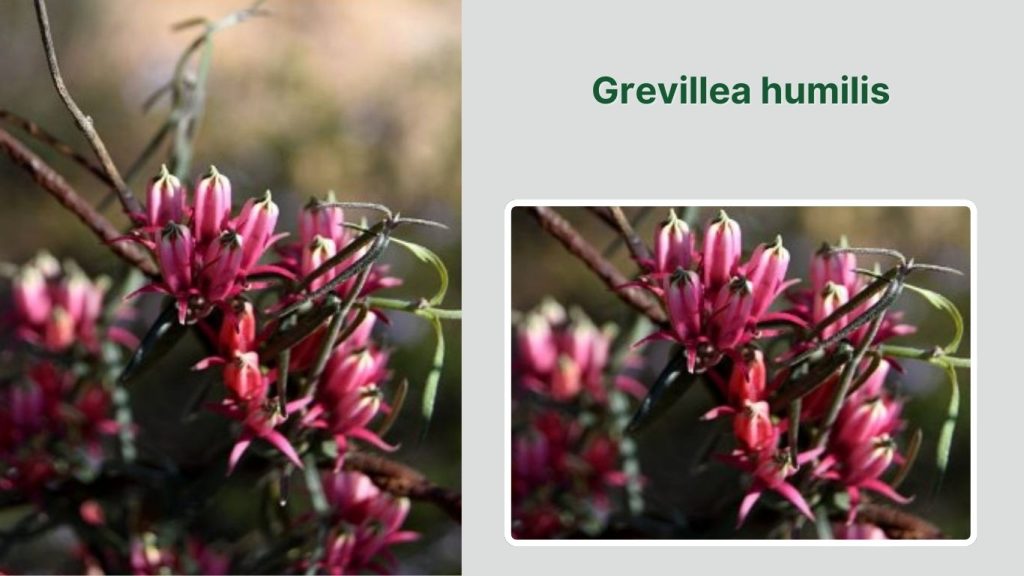 Grevillea humilis