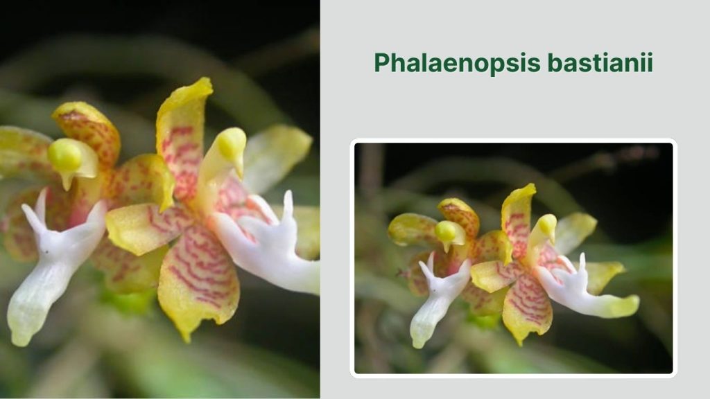  Phalaenopsis bastianii