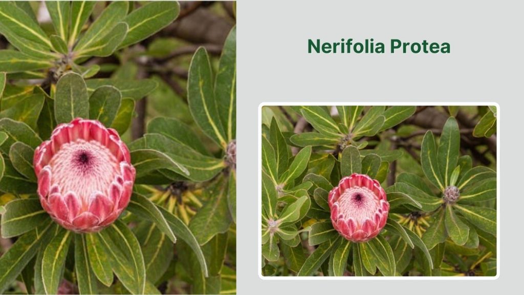 Nerifolia Protea