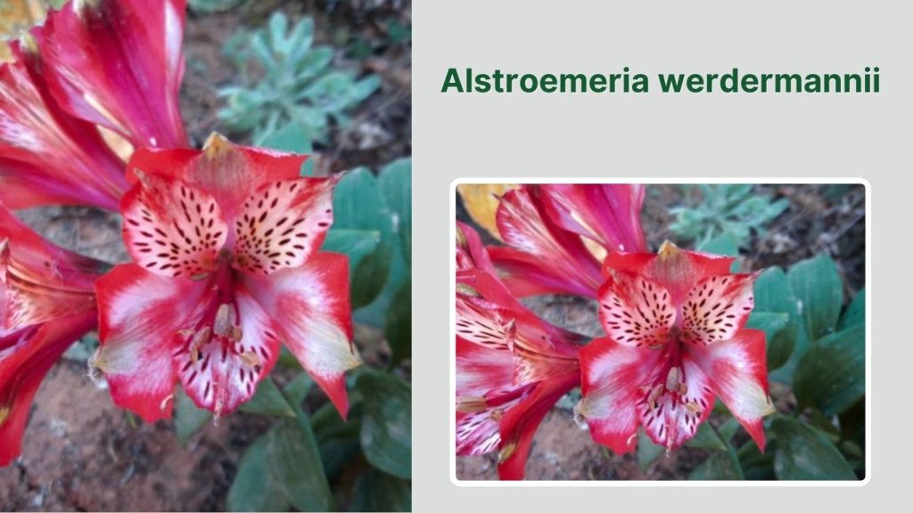 Alstroemeria werdermannii