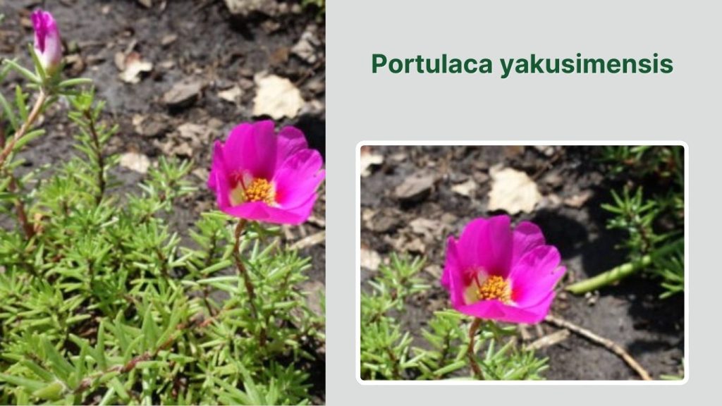 Portulaca yakusimensis
