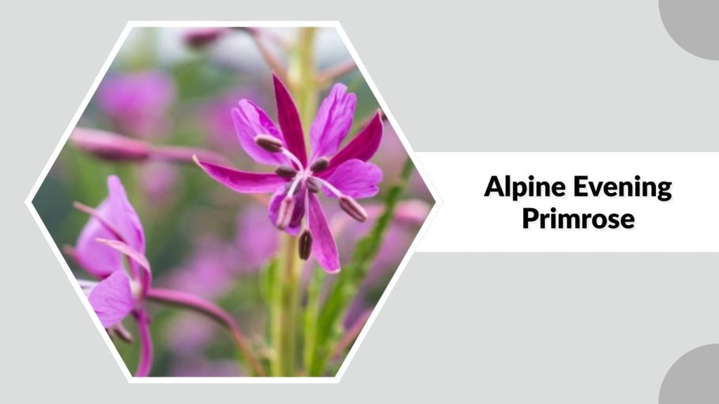 Alpine Evening Primrose