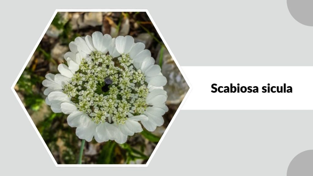 Scabiosa sicula