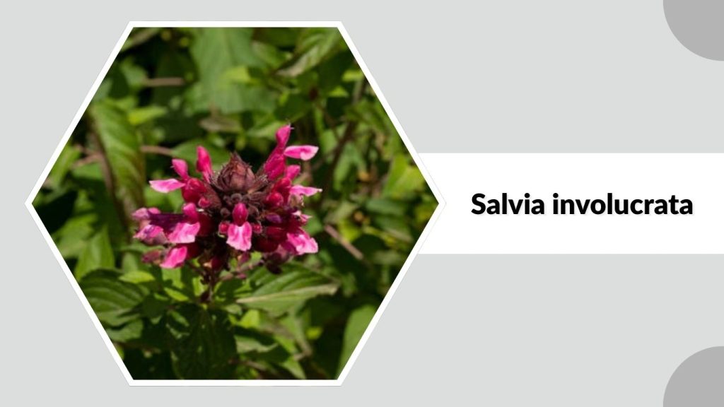 Salvia involucrata