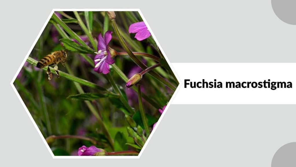 Fuchsia macrostigma
