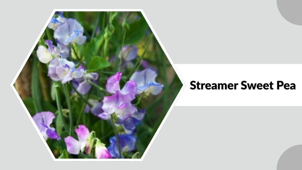  Streamer Sweet Pea