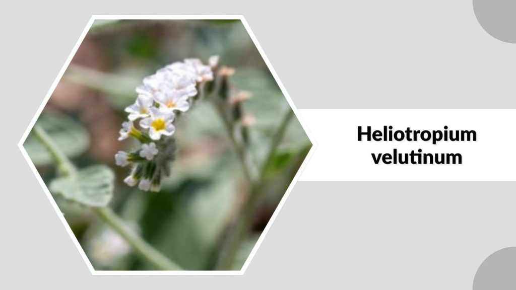 Heliotropium velutinum