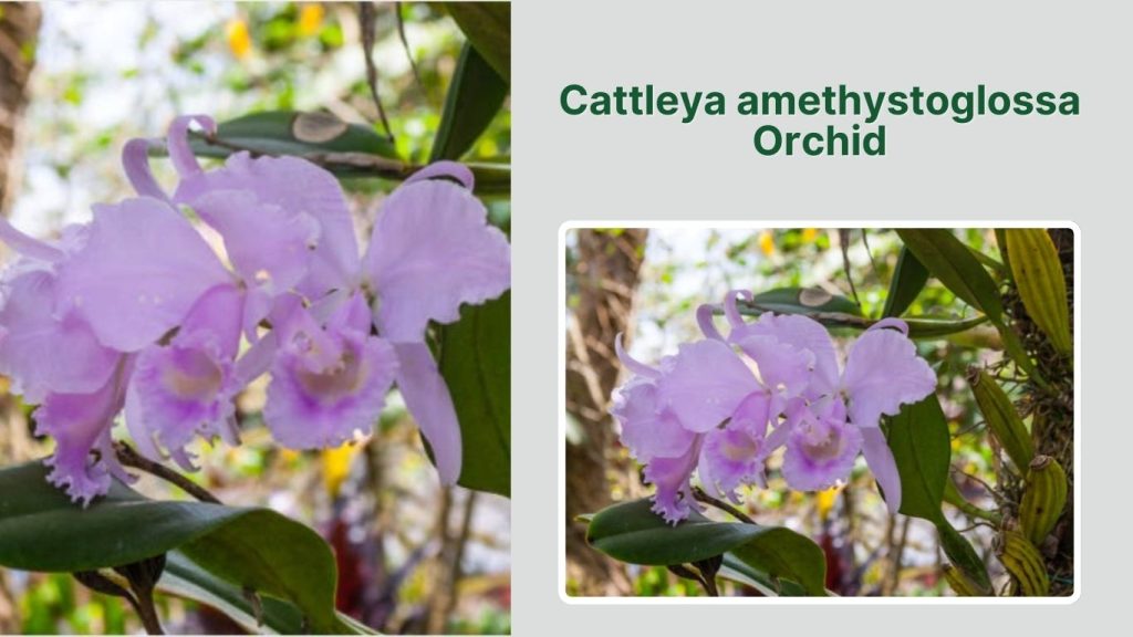 Cattleya amethystoglossa Orchid