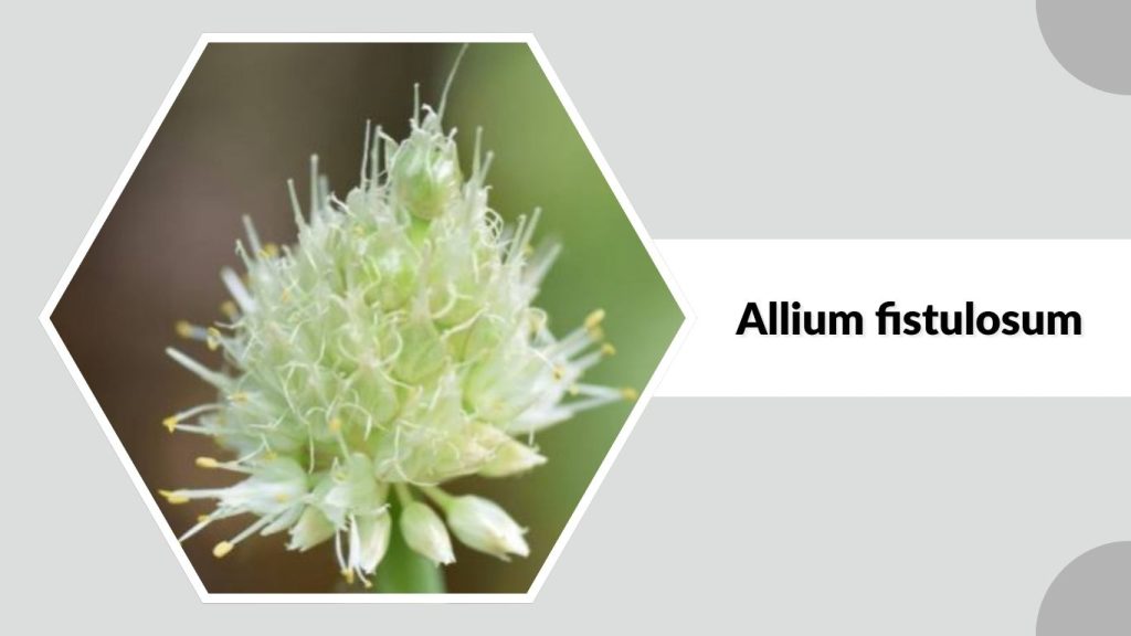 Allium fistulosum