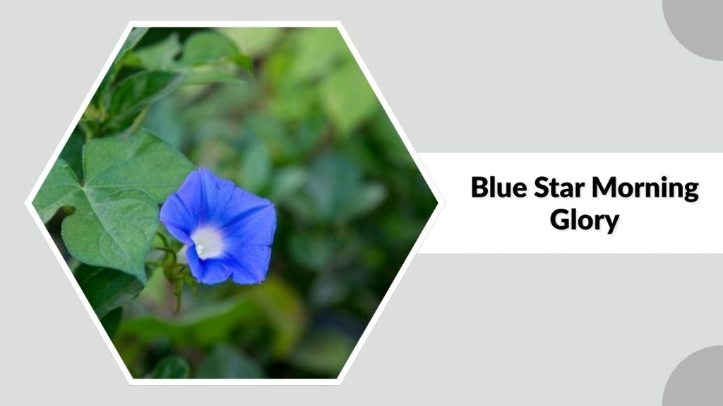 Blue Star Morning Glory