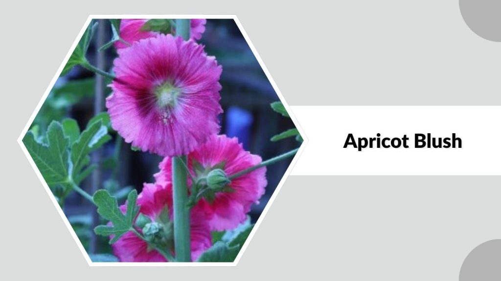  Alcea rosea ‘Apricot Blush’