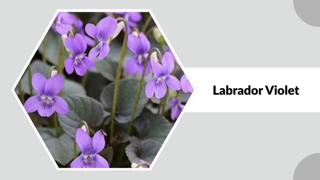  Labrador Violet