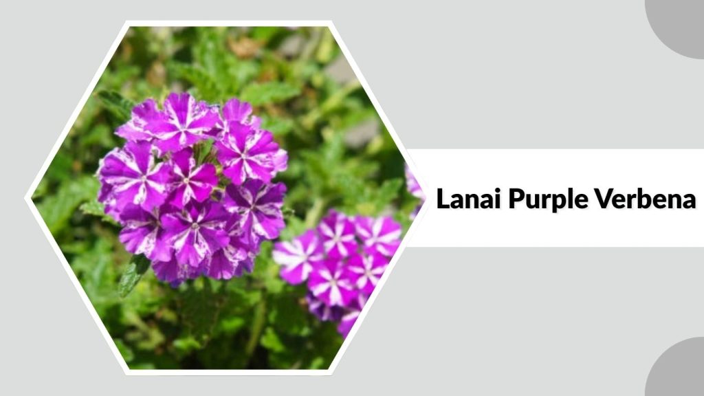 Lanai Purple Verbena