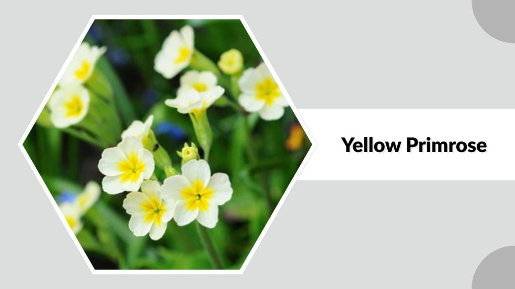 Yellow Primrose