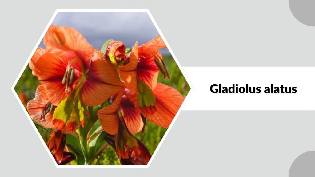 Gladiolus alatus