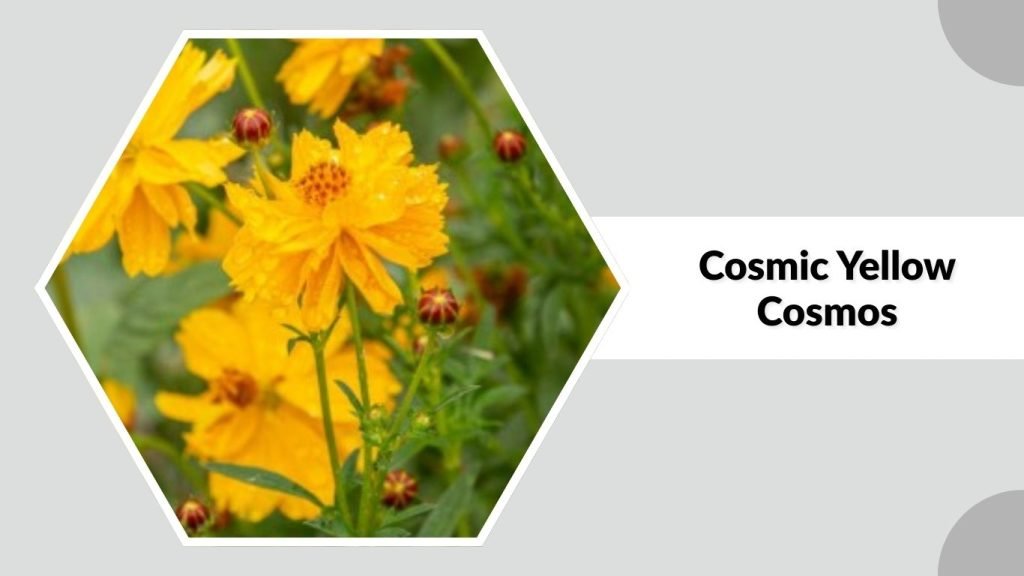  Cosmic Yellow Cosmos