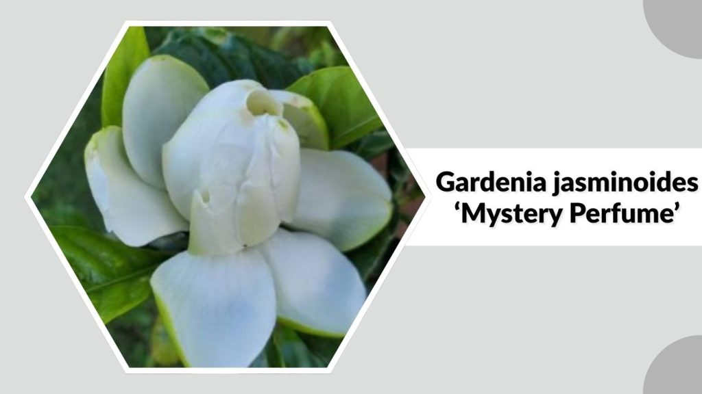 Gardenia jasminoides ‘Mystery Perfume’