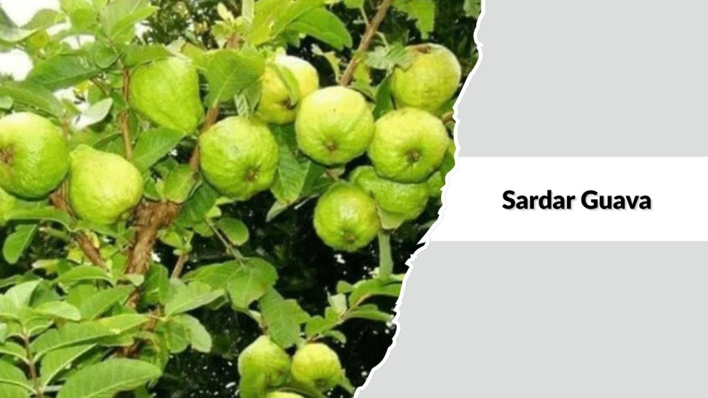  Sardar Guava