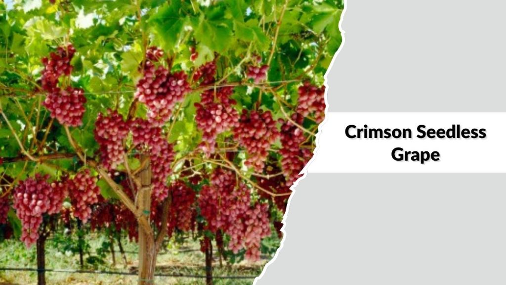 Crimson Seedless Grape