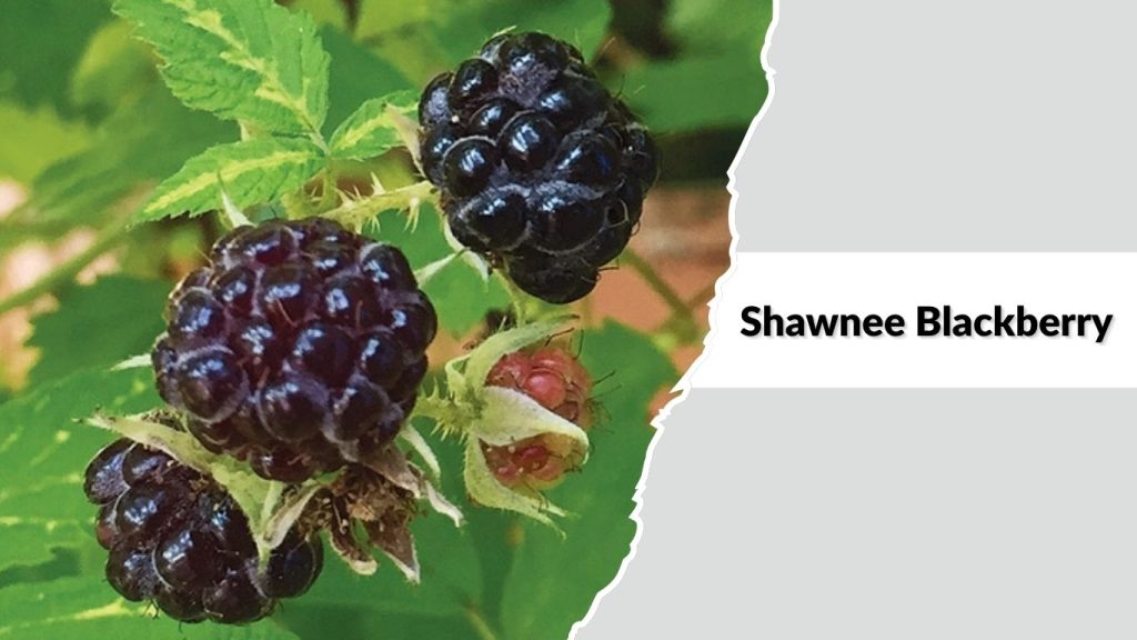 Shawnee Blackberry