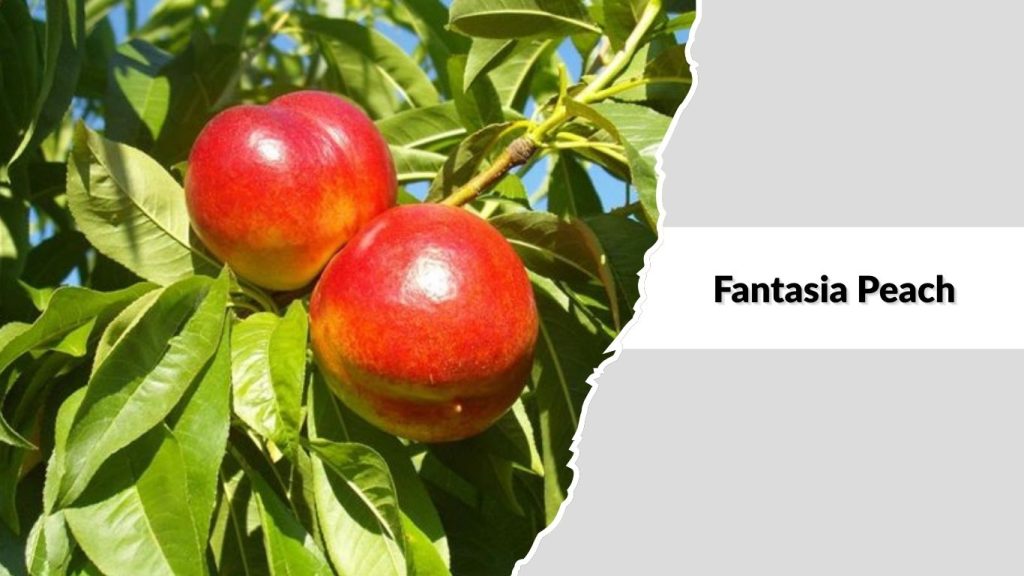 Fantasia Peach