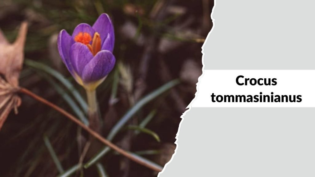 Crocus tommasinianus