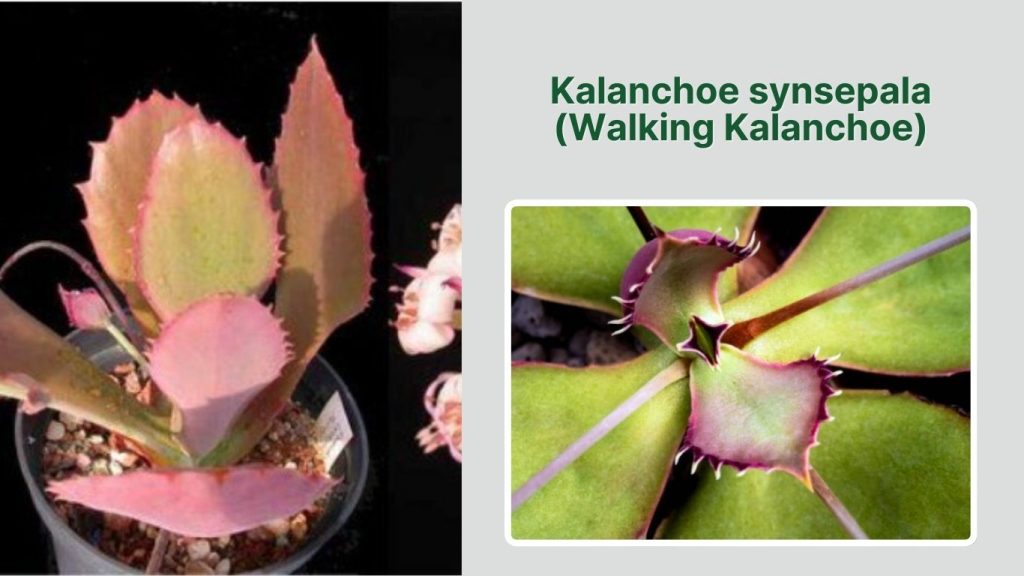 Kalanchoe synsepala (Walking Kalanchoe)