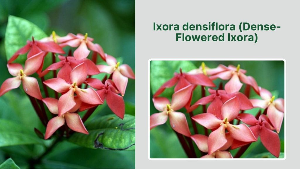 Ixora densiflora (Dense-Flowered Ixora)