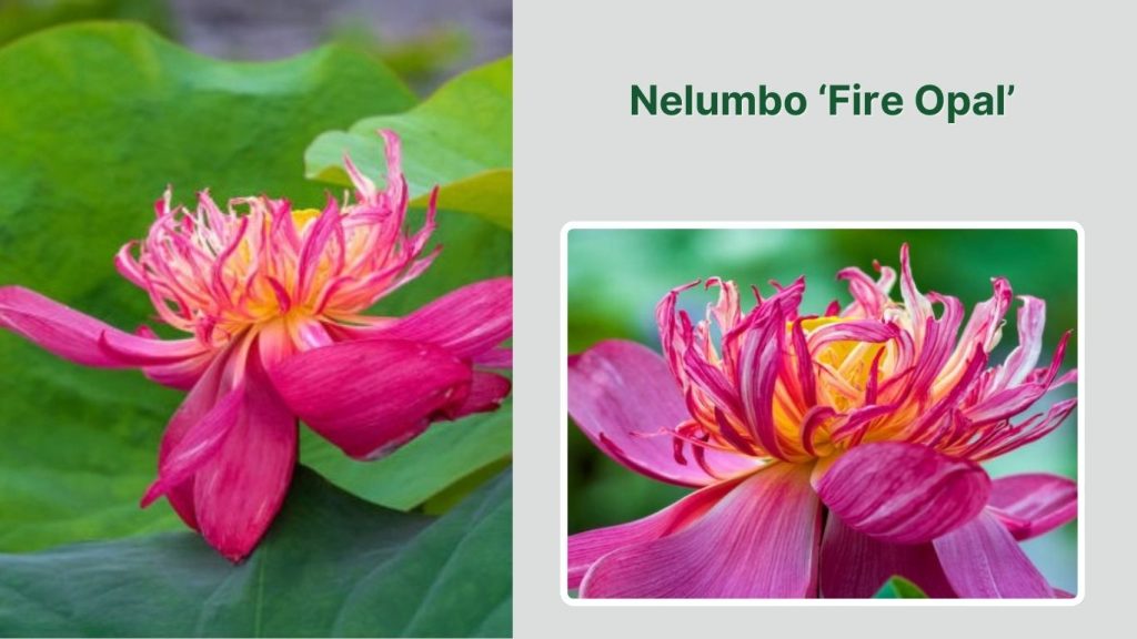 Nelumbo ‘Fire Opal’