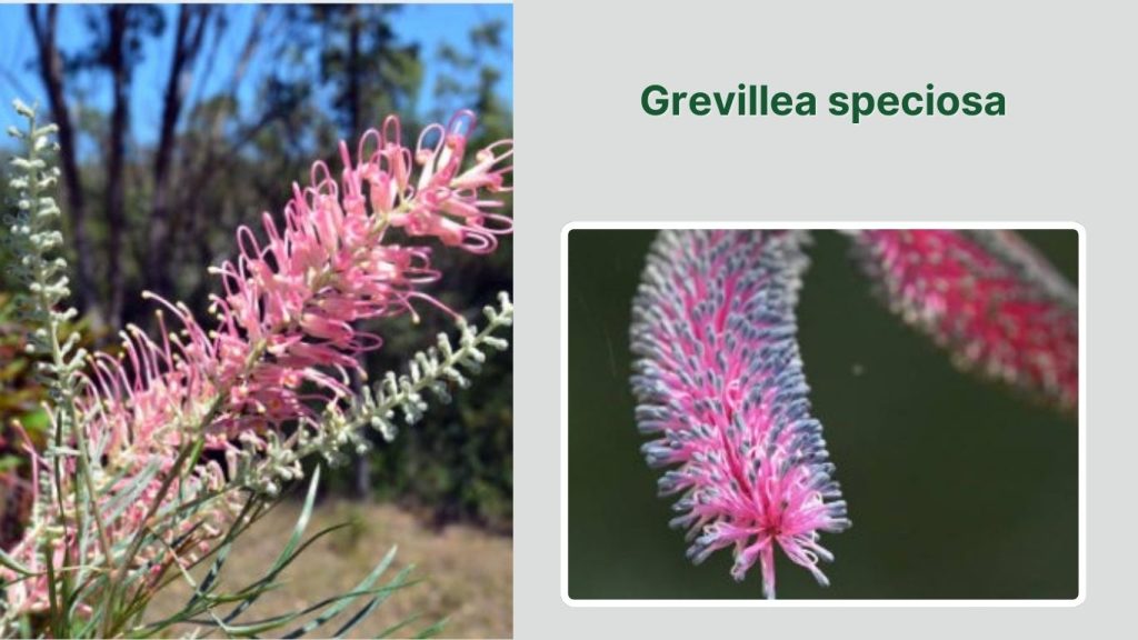 Grevillea speciosa