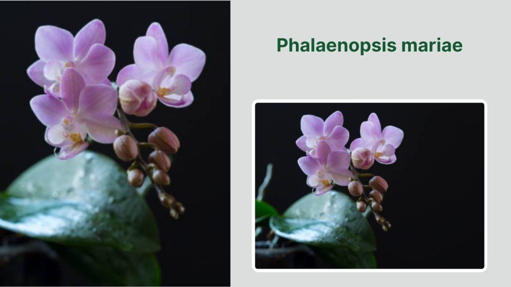 Phalaenopsis mariae