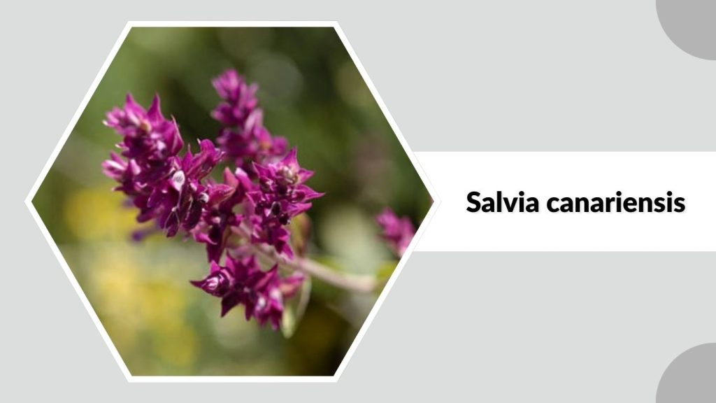 Salvia canariensis