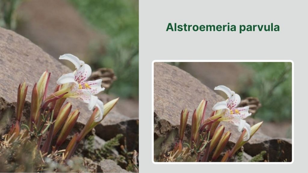 Alstroemeria parvula