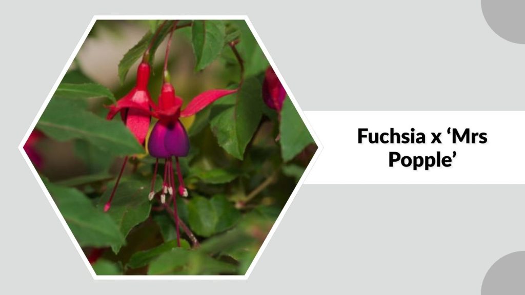 Fuchsia x ‘Mrs Popple’