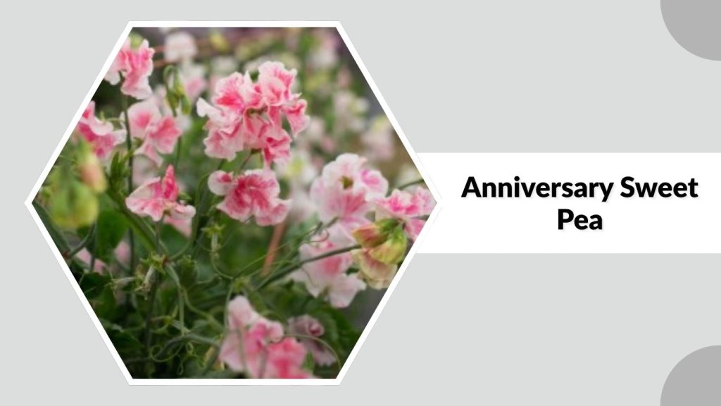 Anniversary Sweet Pea