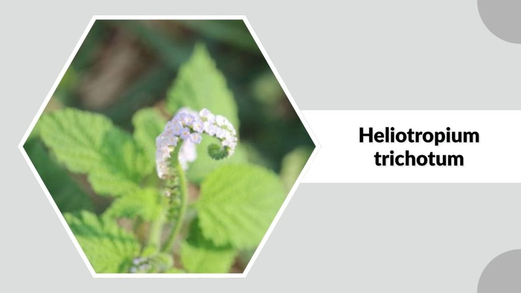 Heliotropium trichotum