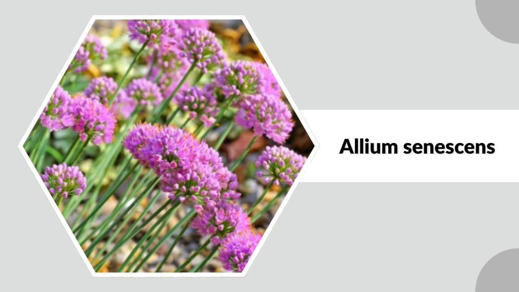 Allium senescens
