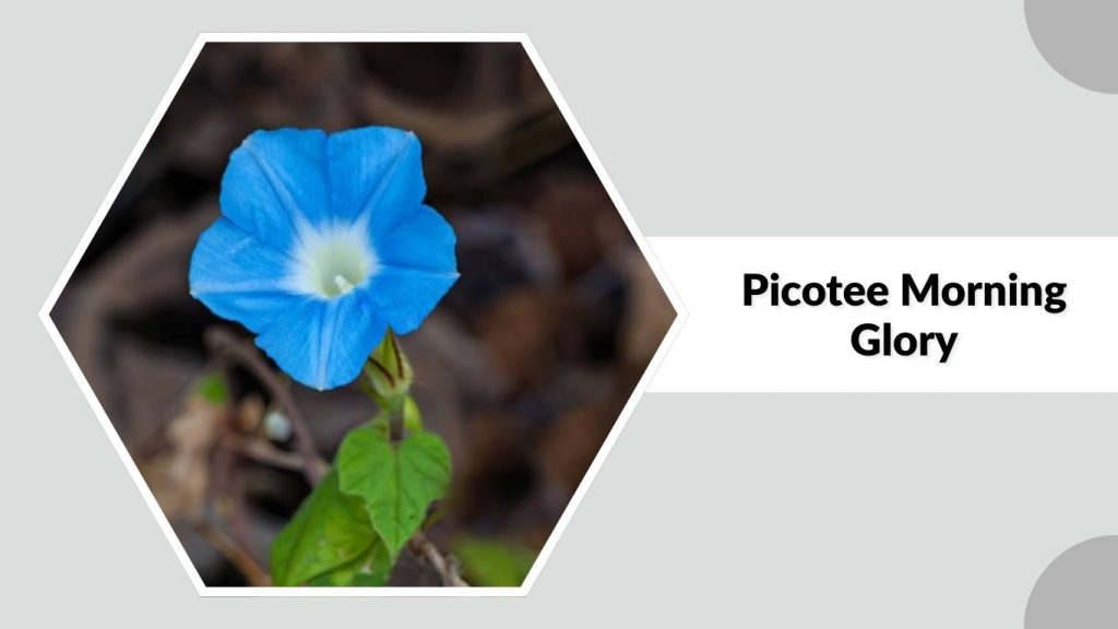 Picotee Morning Glory