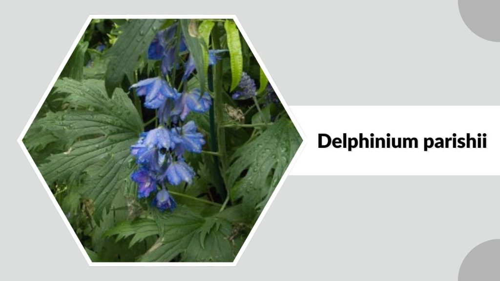 Delphinium parishii