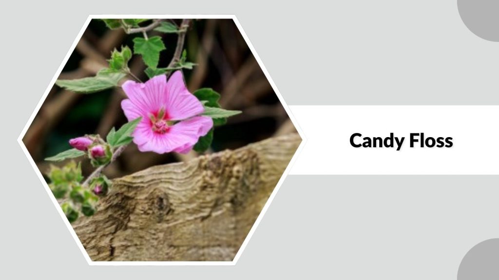 Alcea rosea ‘Candy Floss’