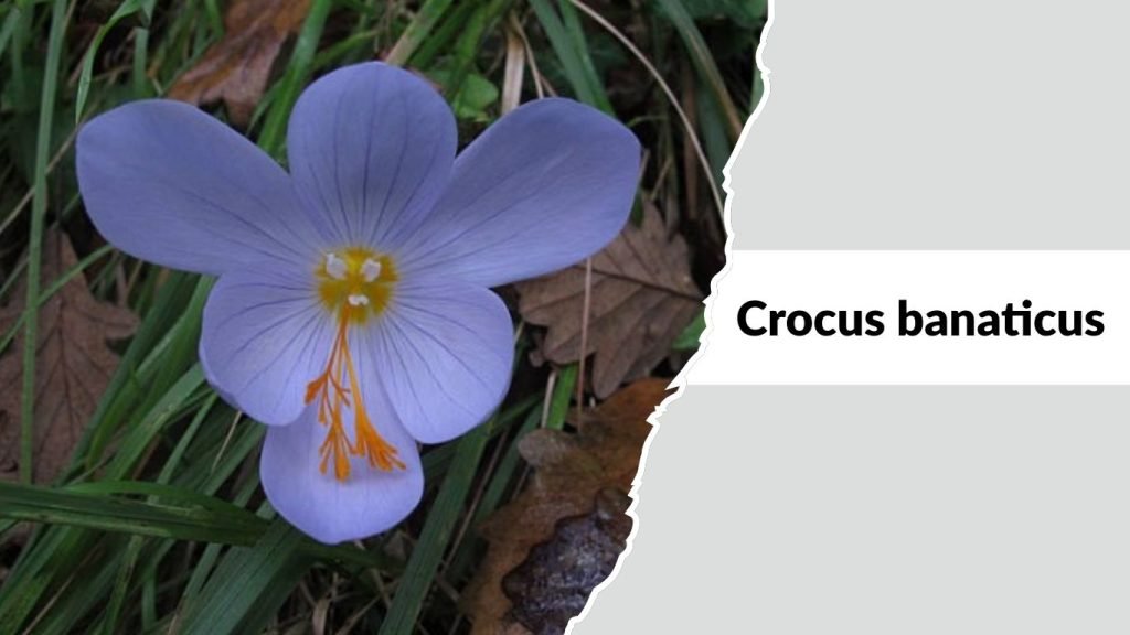 Crocus banaticus