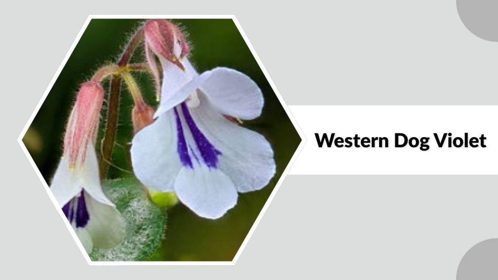 Western Dog Violet 