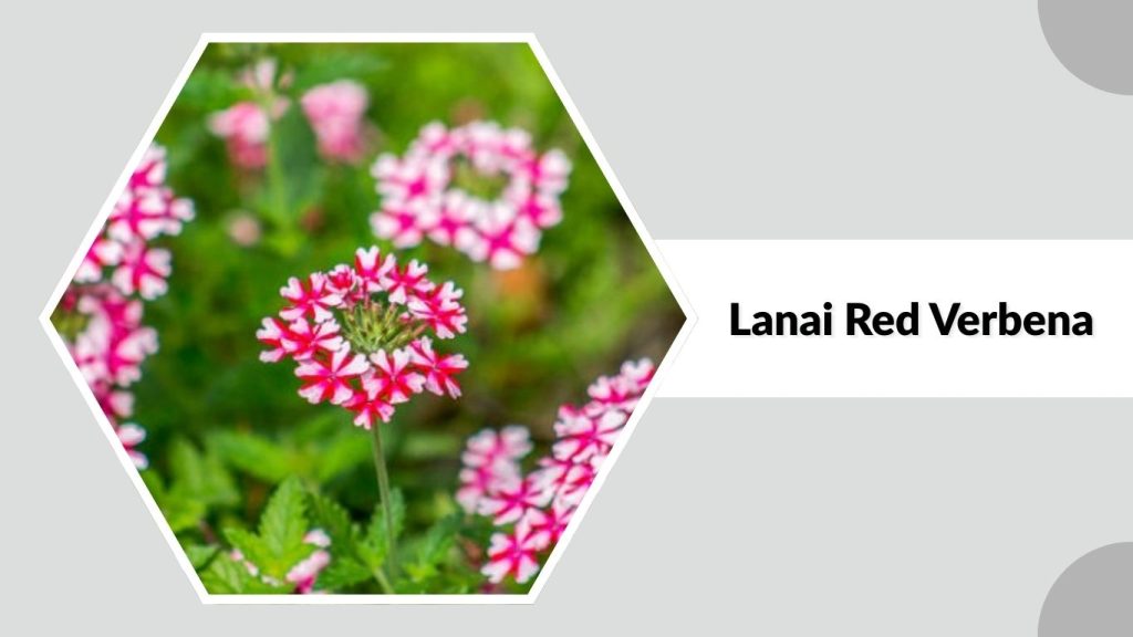 Lanai Red Verbena