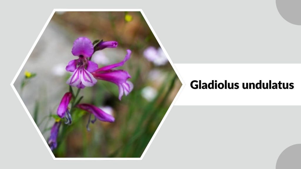 Gladiolus undulatus