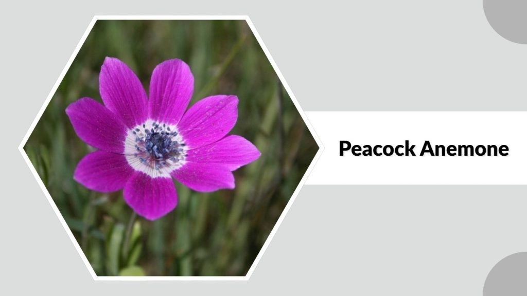 Peacock Anemone