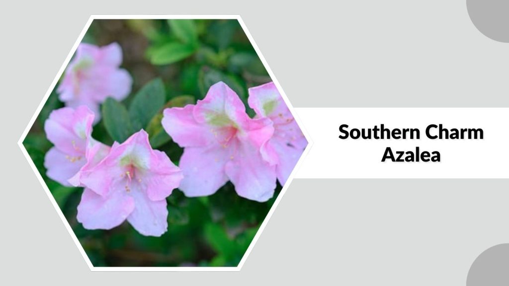 Southern Charm Azalea