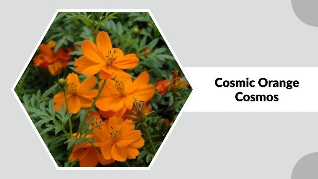 Cosmic Orange Cosmos