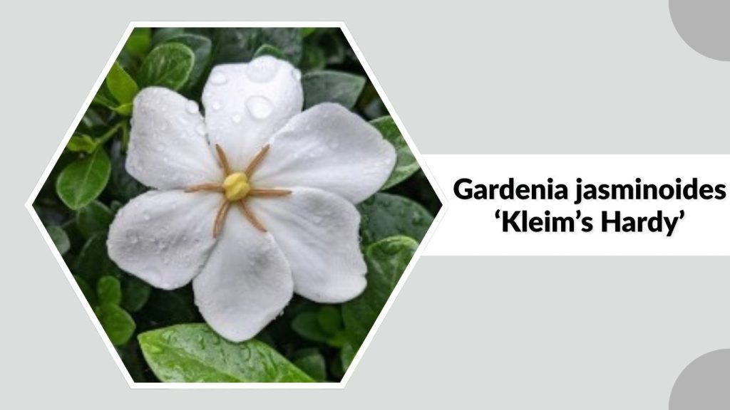 Gardenia jasminoides ‘Kleim’s Hardy’